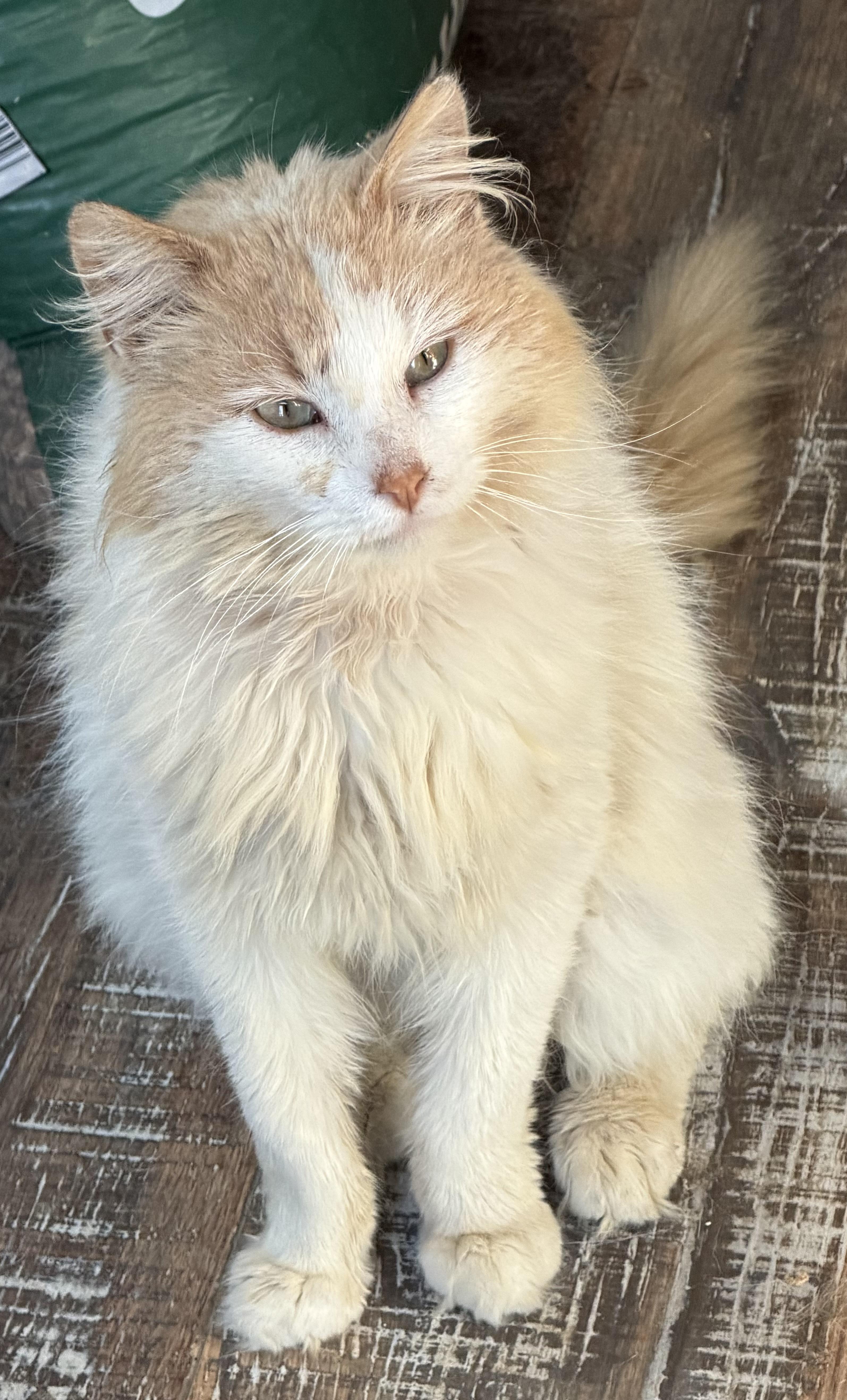 Enlarge GARFUNKEL , a ADOPTABLE mixed breed in Churchville, PA image 2/3