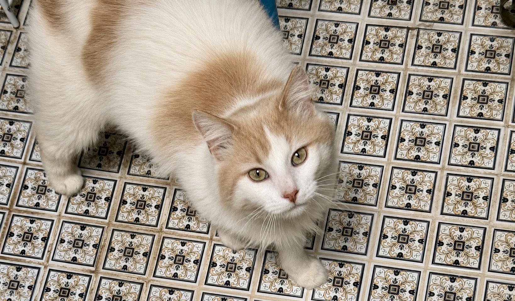 GARFUNKEL , a ADOPTABLE mixed breed in Churchville, PA image 4/4