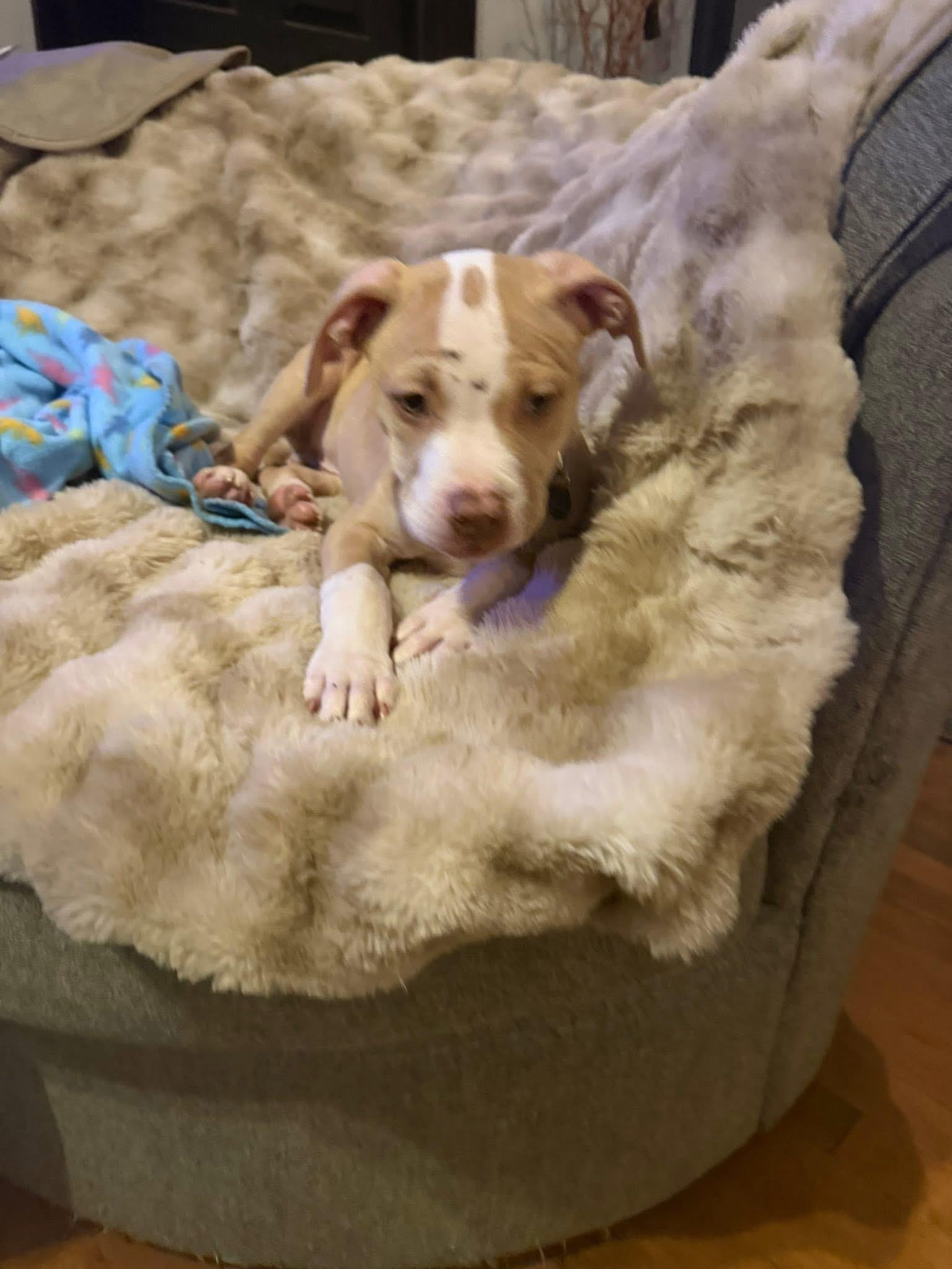 Enlarge Jock, a ADOPTABLE mixed breed in Algonquin, IL image 2/3