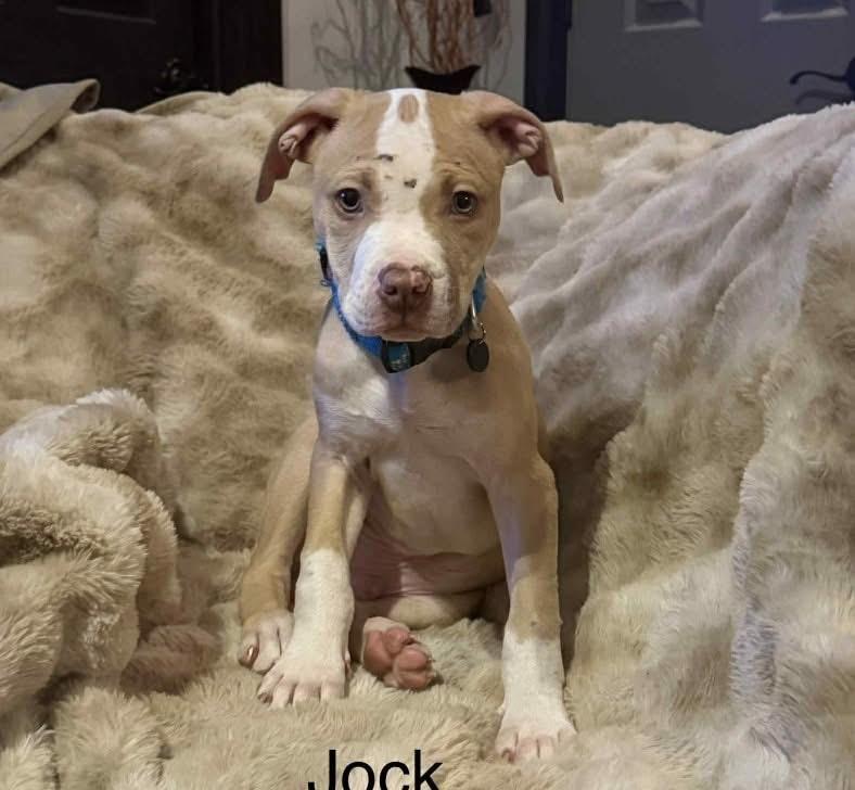Enlarge Jock, a ADOPTABLE mixed breed in Algonquin, IL image 1/3