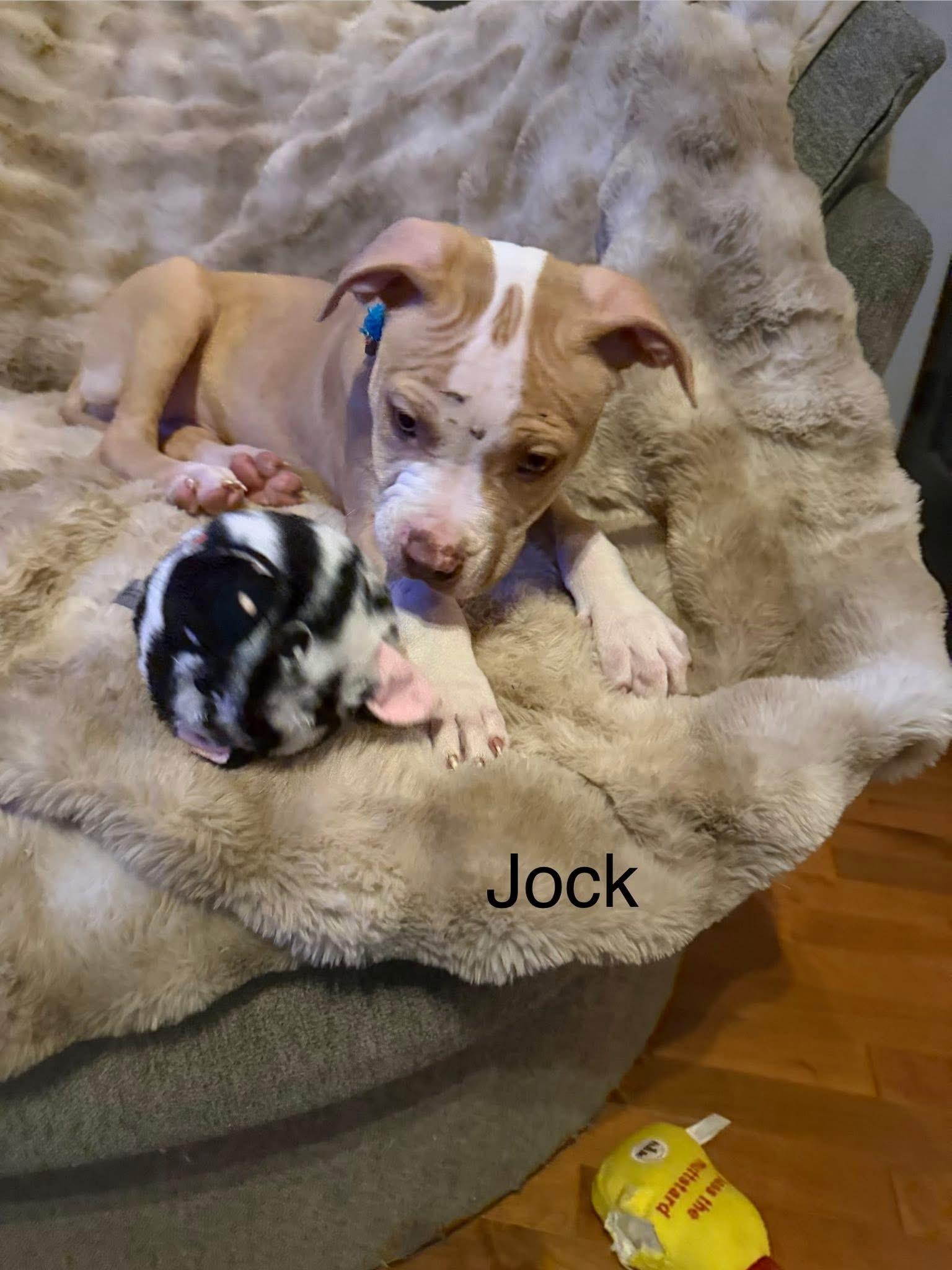Enlarge Jock, a ADOPTABLE mixed breed in Algonquin, IL image 3/3