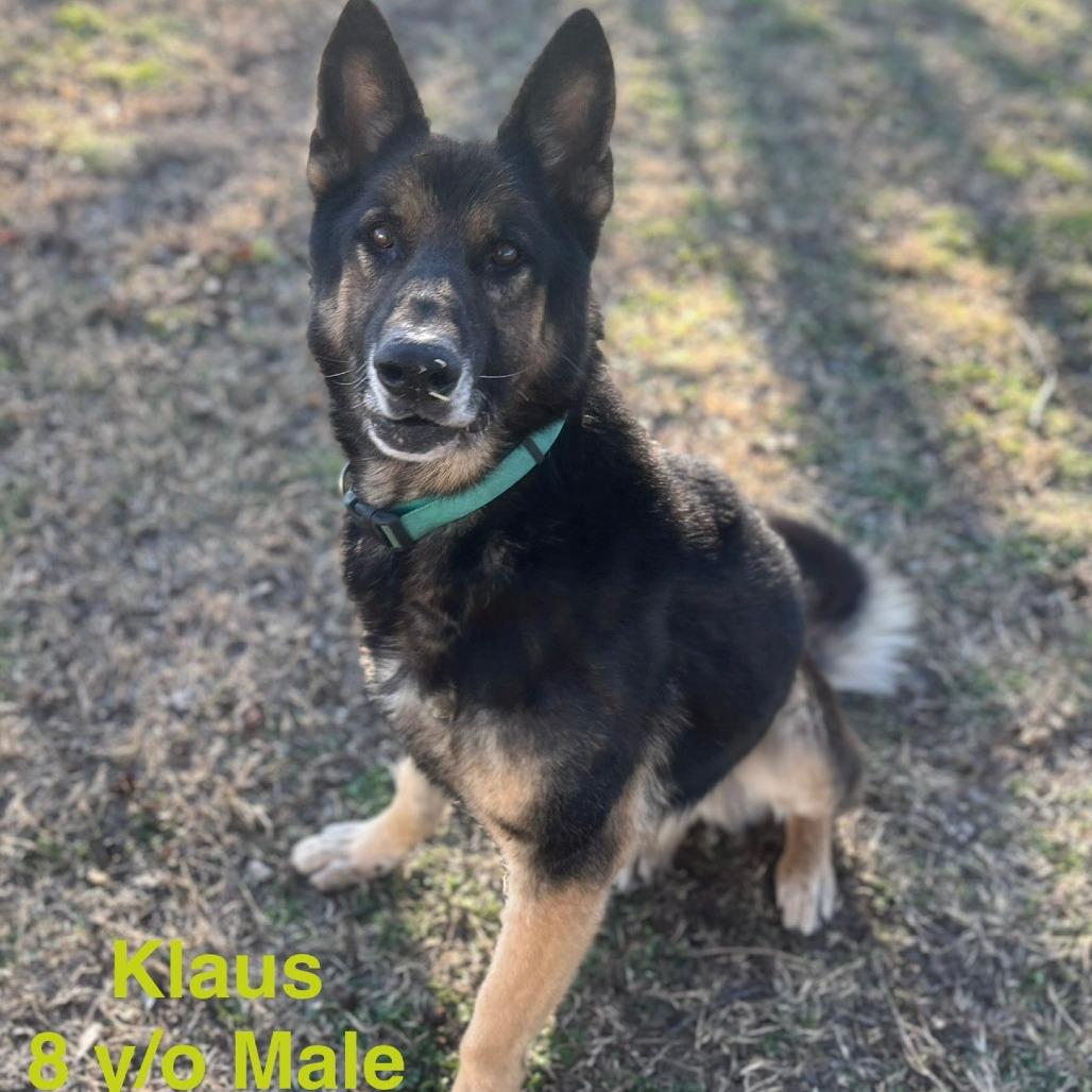 Enlarge Klaus, a Adoptable German Shepherd Dog in Collinsville , OK image 1/1