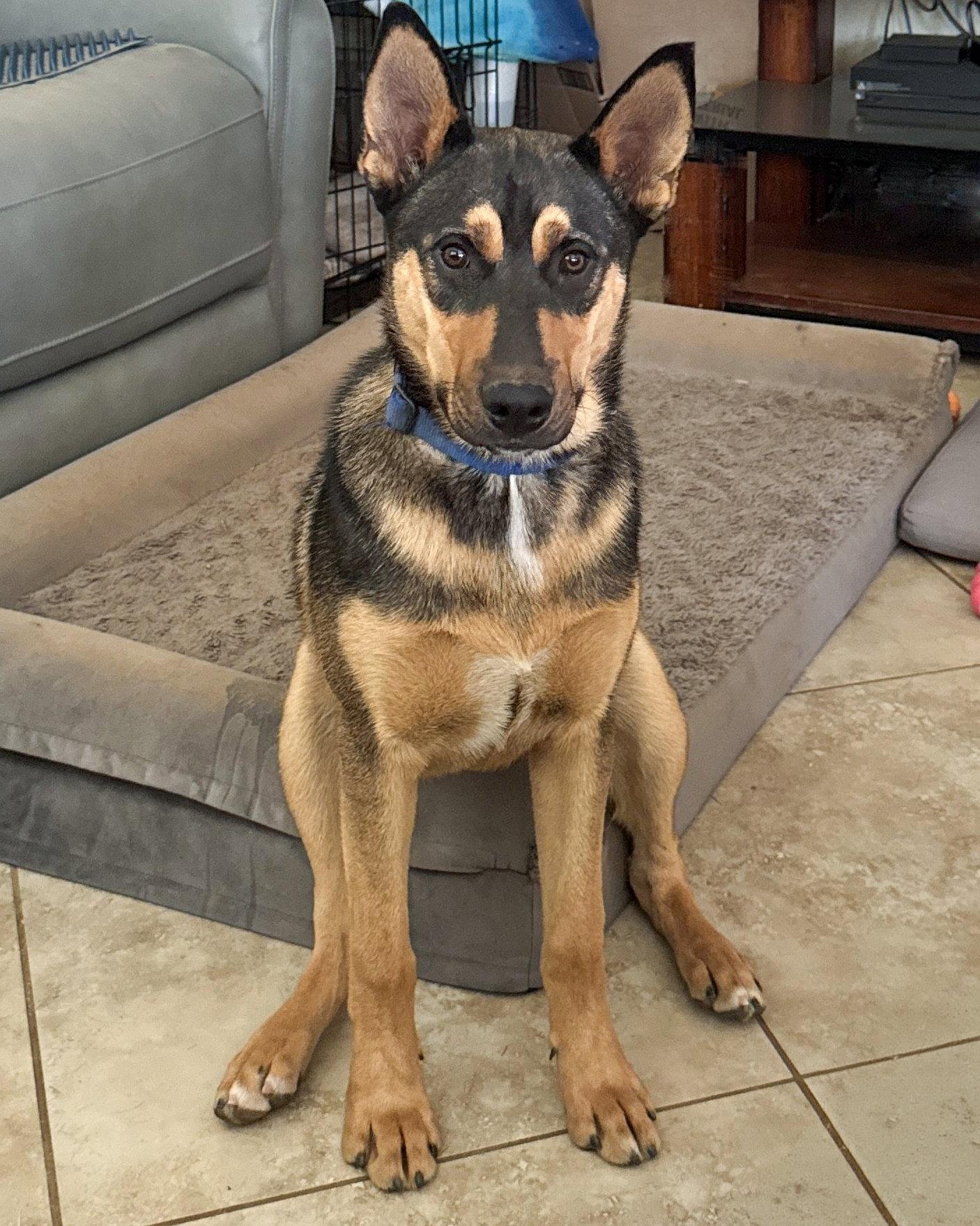 Harry, Adoptable, Young Male Husky & German Shepherd Dog.