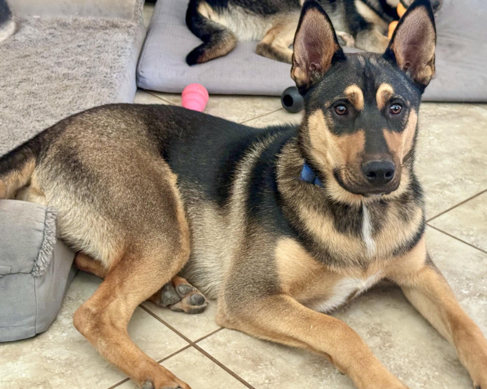 Enlarge Harry, a Adoptable mixed breed in Corona, CA image 2/3