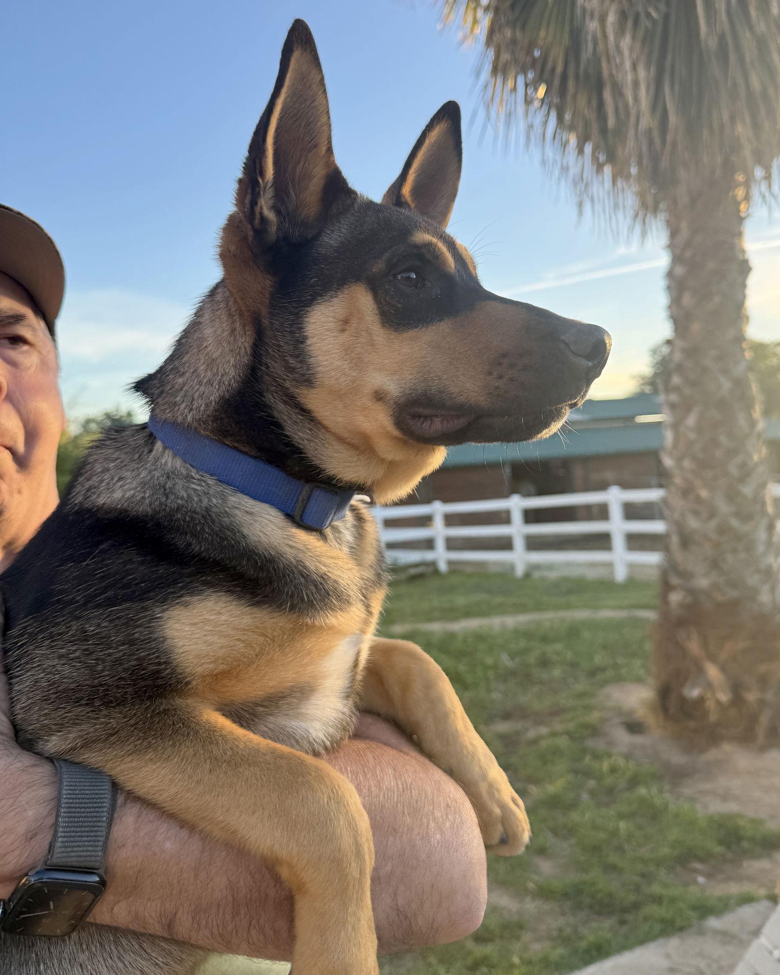 Harry, Adoptable, Puppy Male Husky & German Shepherd Dog.