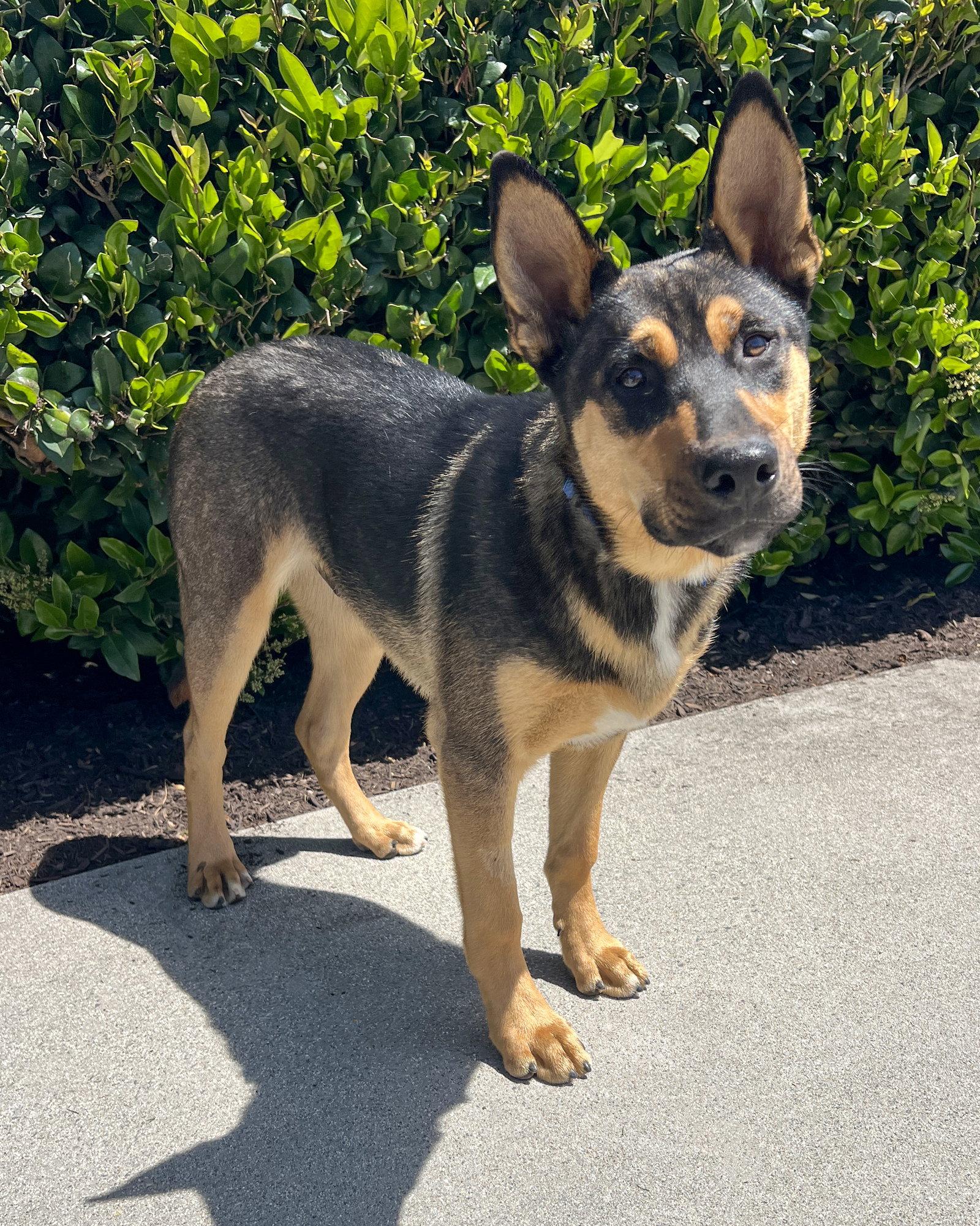 Enlarge Harry, a Adoptable mixed breed in Corona, CA image 2/3