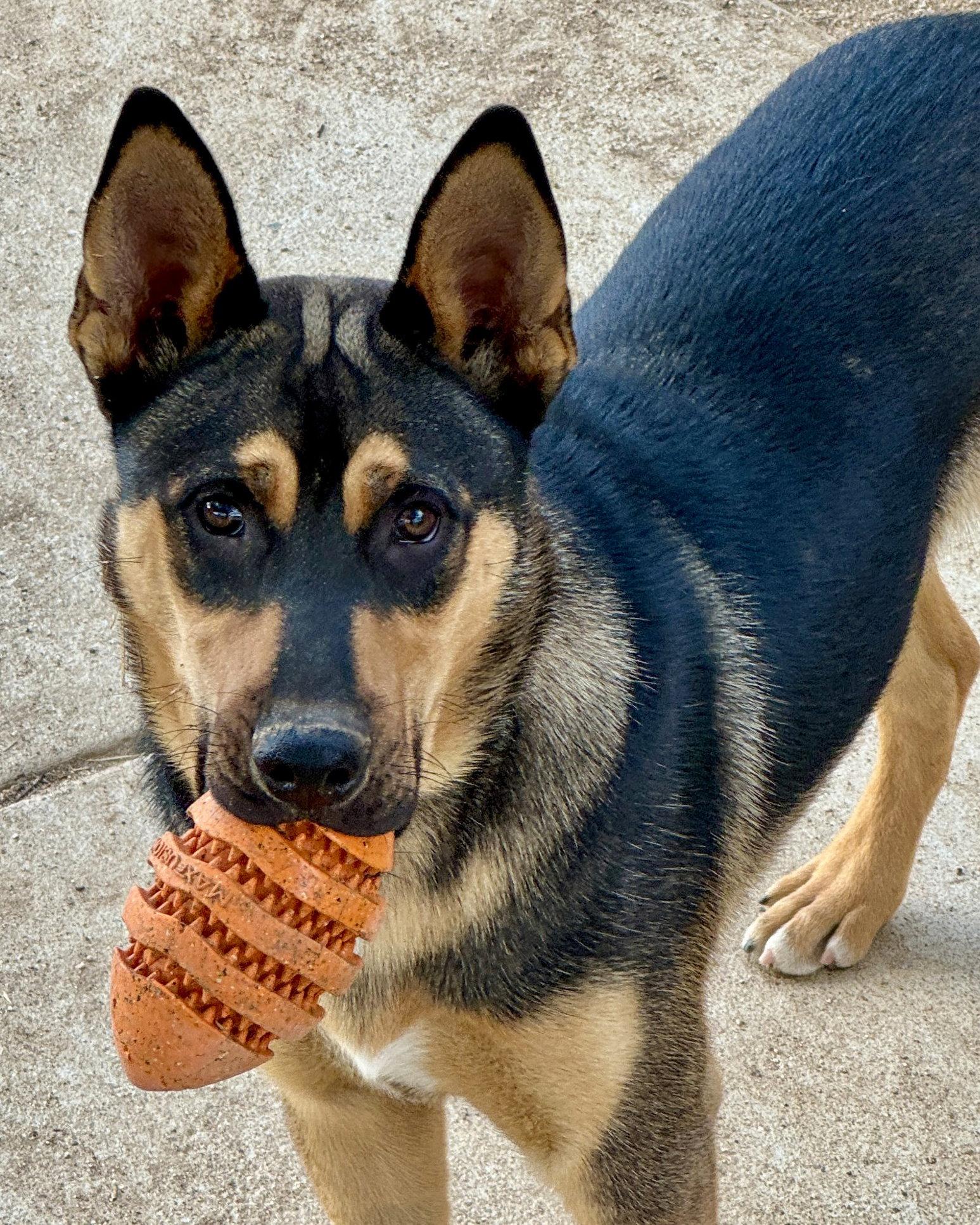 Enlarge Harry, a Adoptable mixed breed in Corona, CA image 3/3