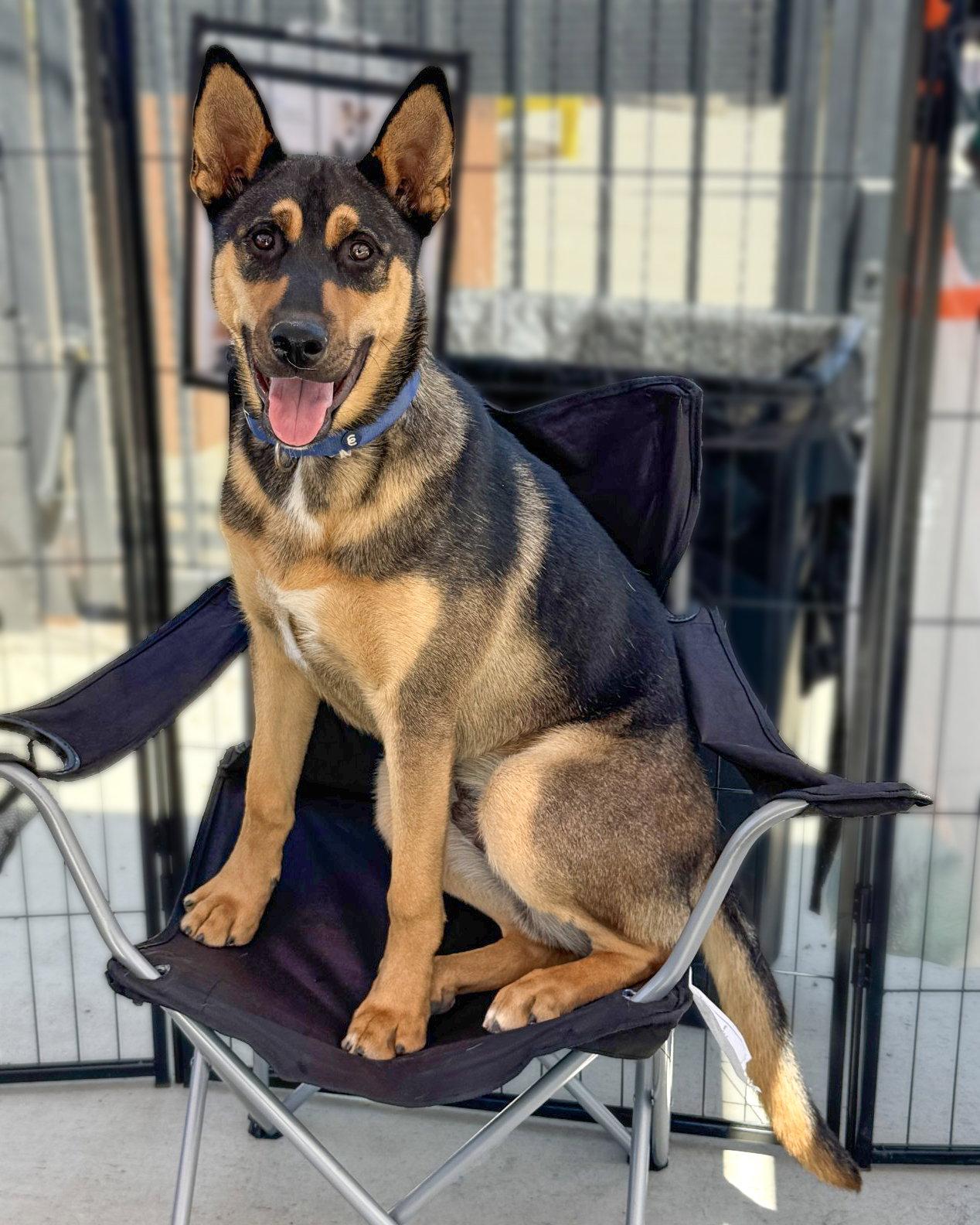 Harry, a Adoptable mixed breed in Corona, CA image 3/3