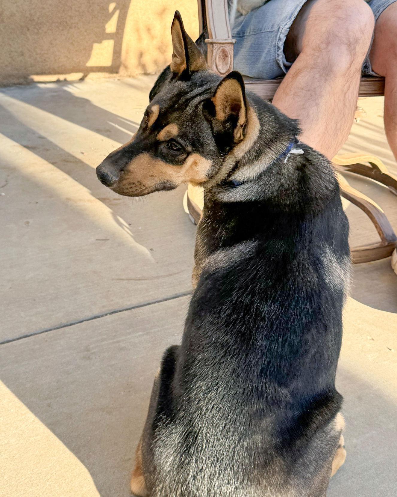 Enlarge Harry, a Adoptable mixed breed in Corona, CA image 2/3