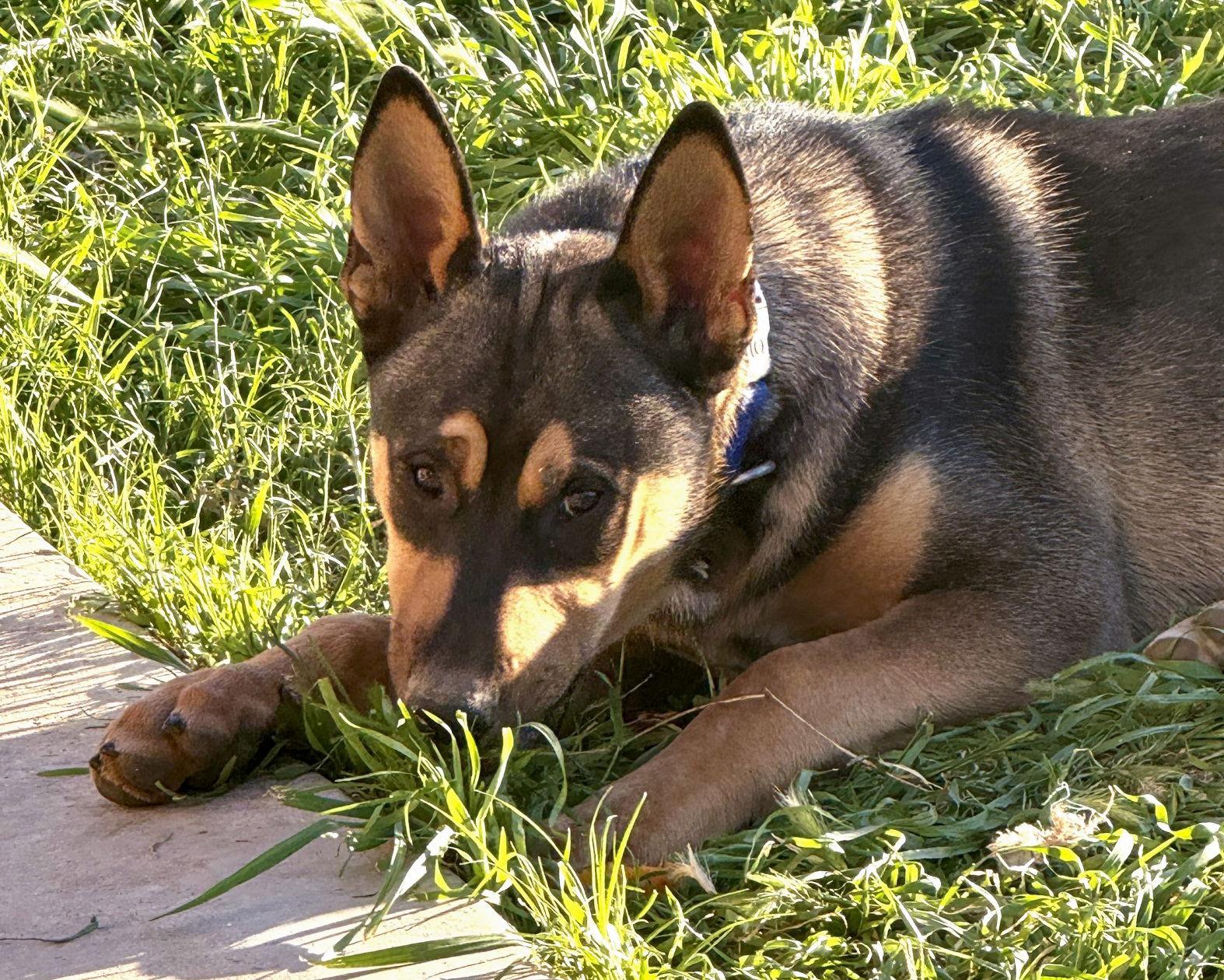 Enlarge Harry, a Adoptable mixed breed in Corona, CA image 3/3