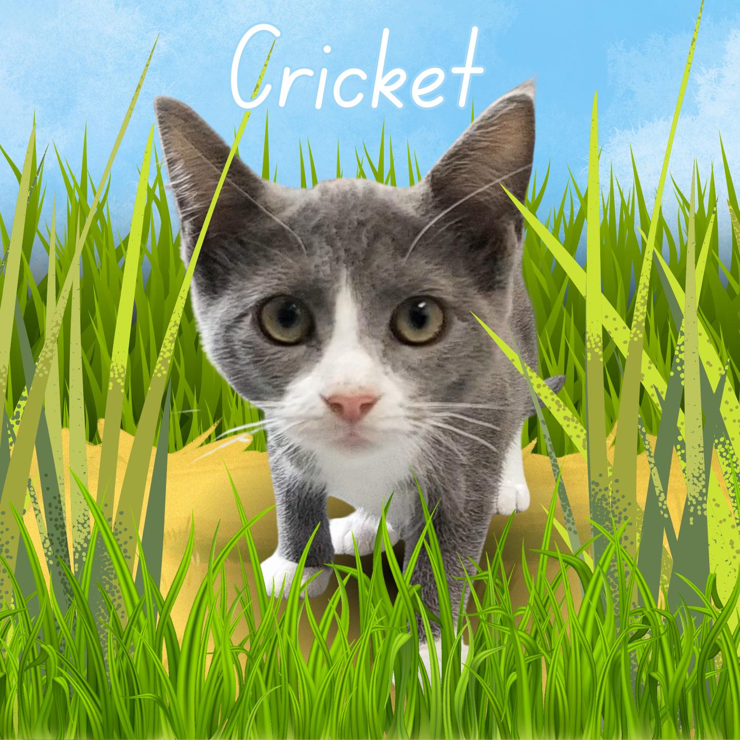 Cricket, ADOPTABLE, Young Female Domestic Short Hair.