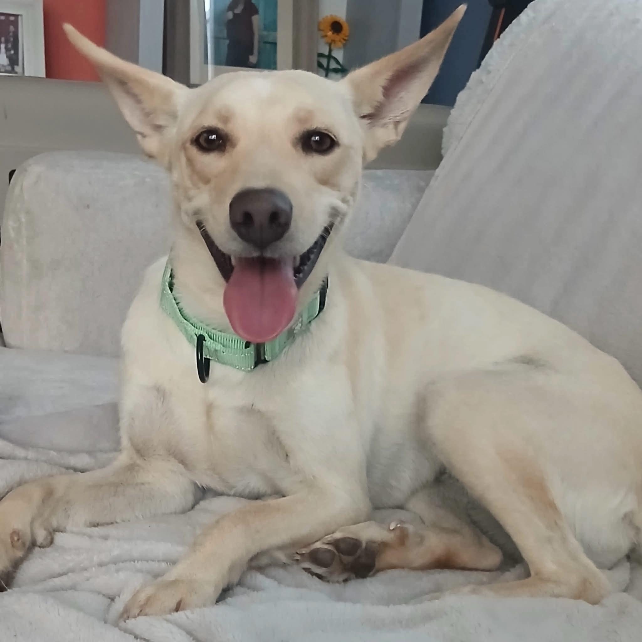 Curly Sue, Adoptable, Young Female Shiba Inu.