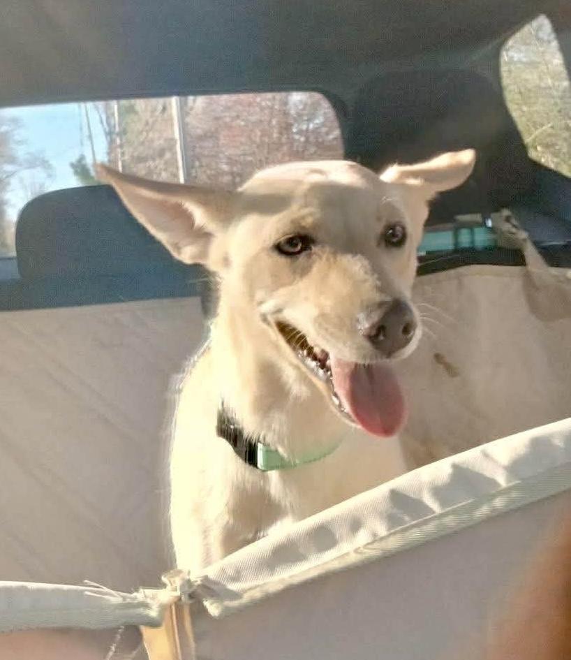 Enlarge Curly Sue, a Adoptable mixed breed in Fairhaven, MA image 4/6