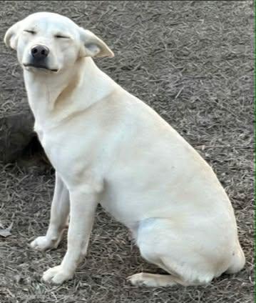 Enlarge Curly Sue, a Adoptable mixed breed in Fairhaven, MA image 2/6