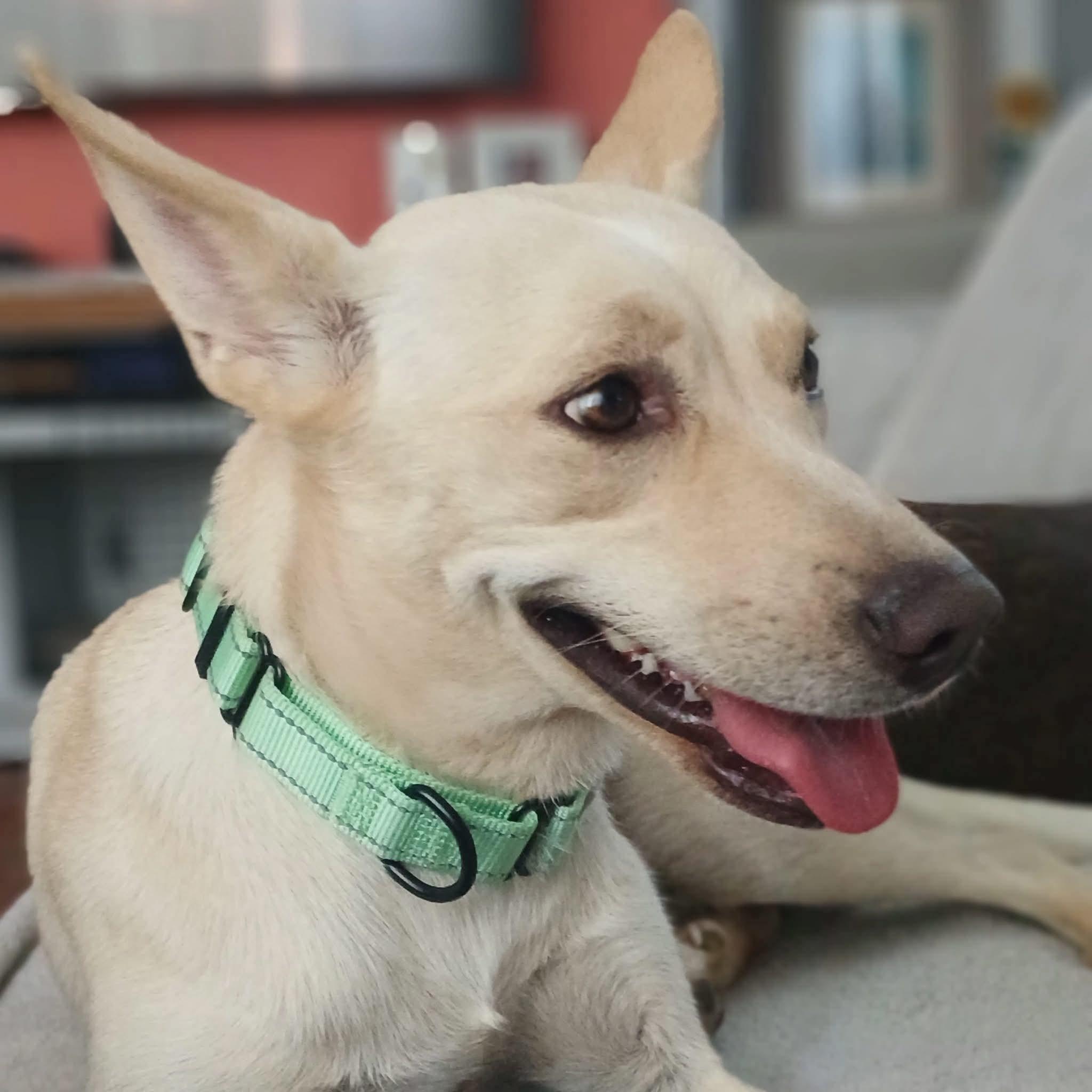 Enlarge Curly Sue, a Adoptable mixed breed in Fairhaven, MA image 5/6