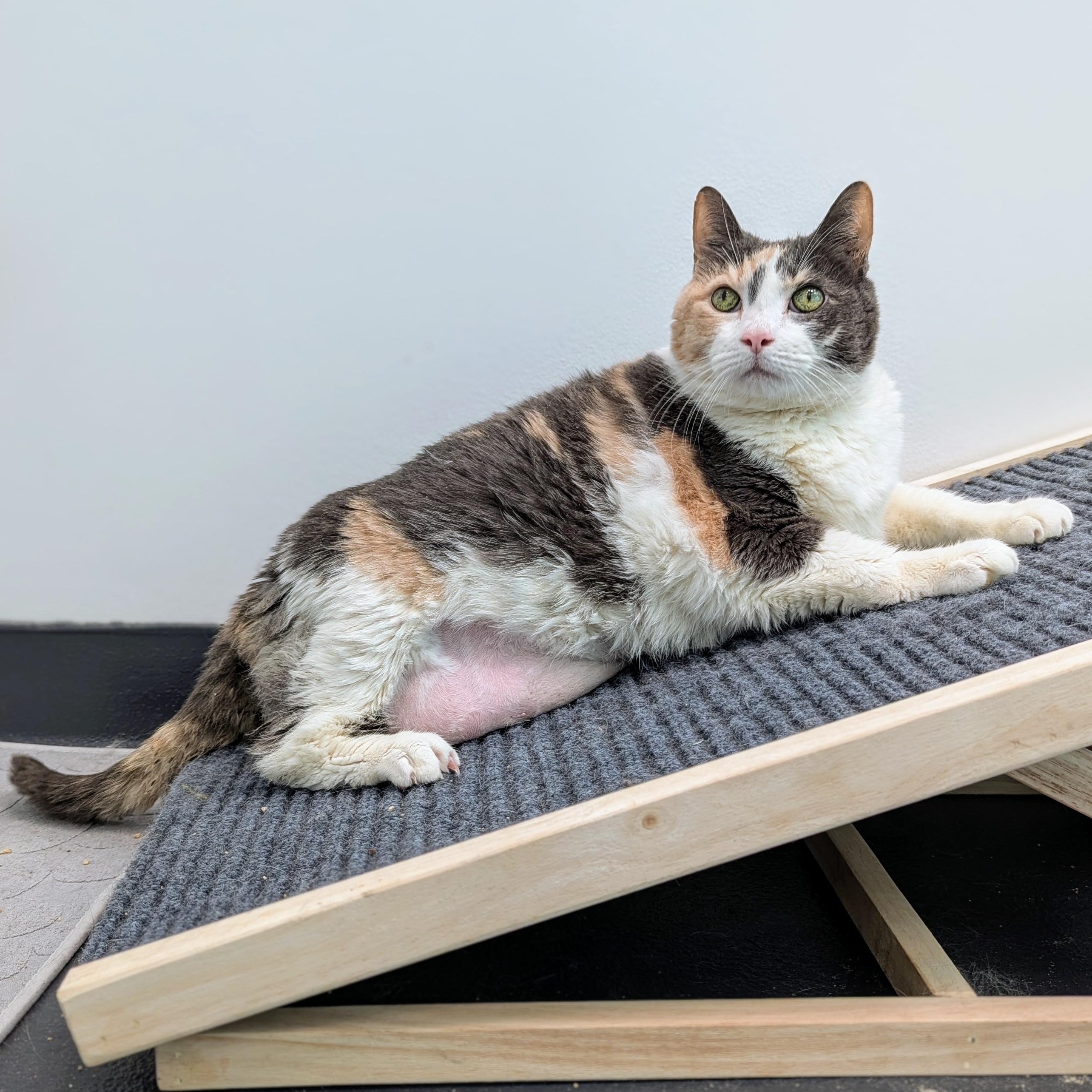 6 year old Smores is a sweet mellow 20lb girl whos all about the cozy life Shes perfectly cont
