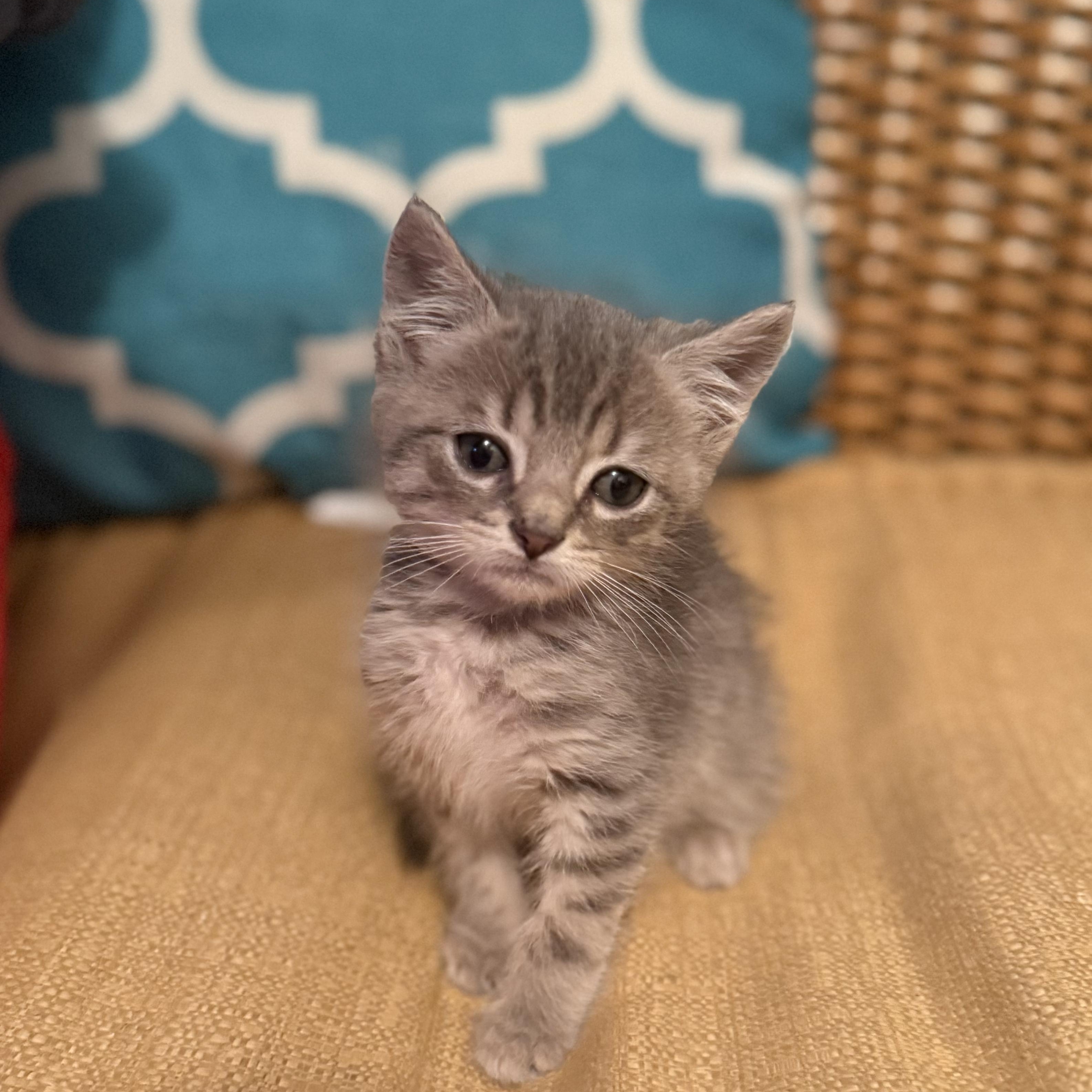 Grayson, Adoptable, Kitten Male Domestic Short Hair.
