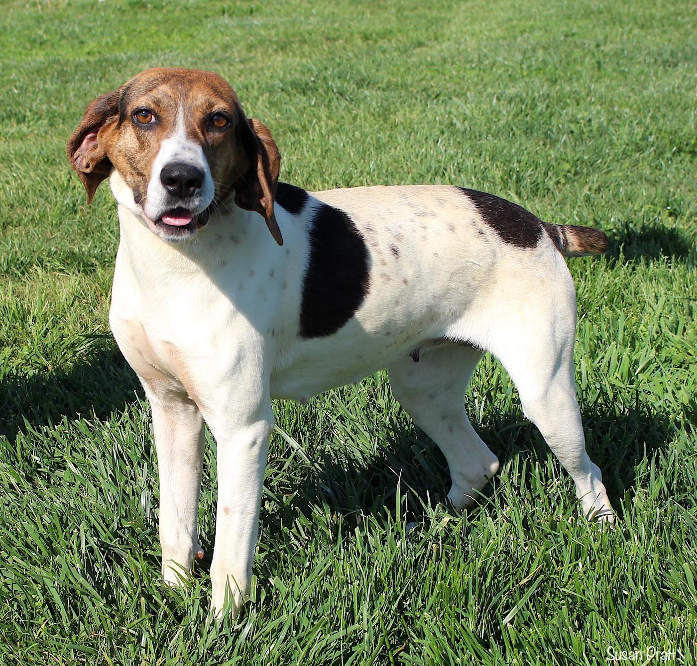 Enlarge Alani, an adoptable Treeing Walker Coonhound in Bedford, VA image 3/3