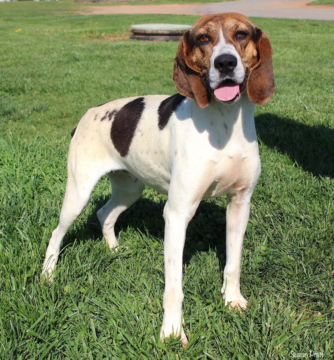 Enlarge Alani, an adoptable Treeing Walker Coonhound in Bedford, VA image 2/3