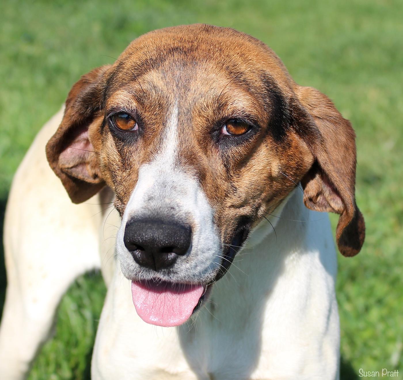 Enlarge Alani, an adoptable Treeing Walker Coonhound in Bedford, VA image 1/3