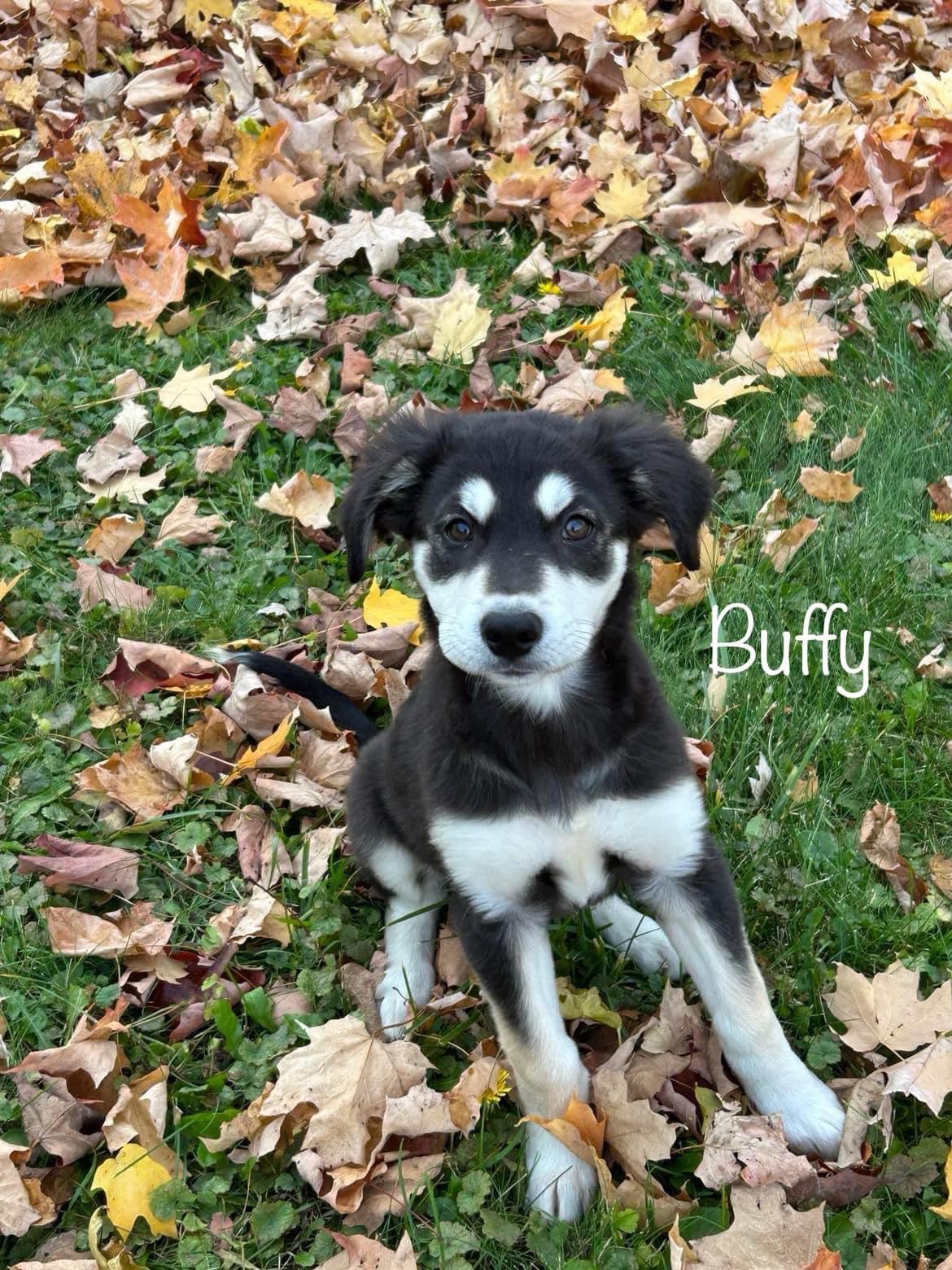 Buffy, Adopted, Puppy Female Great Pyrenees.