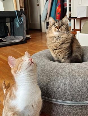 Tilly, Adoptable, Young Female Domestic Short Hair & Tabby.