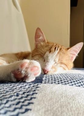 Enlarge Tilly, a Adoptable mixed breed in San Francisco, CA image 2/6