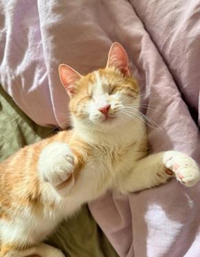 Enlarge Tilly, a Adoptable mixed breed in San Francisco, CA image 3/6