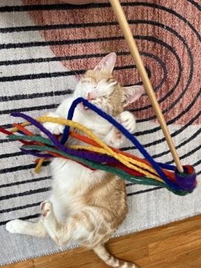 Enlarge Tilly, a Adoptable mixed breed in San Francisco, CA image 4/6