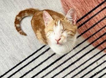 Enlarge Tilly, a Adoptable mixed breed in San Francisco, CA image 5/6