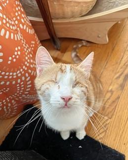 Enlarge Tilly, a Adoptable mixed breed in San Francisco, CA image 6/6