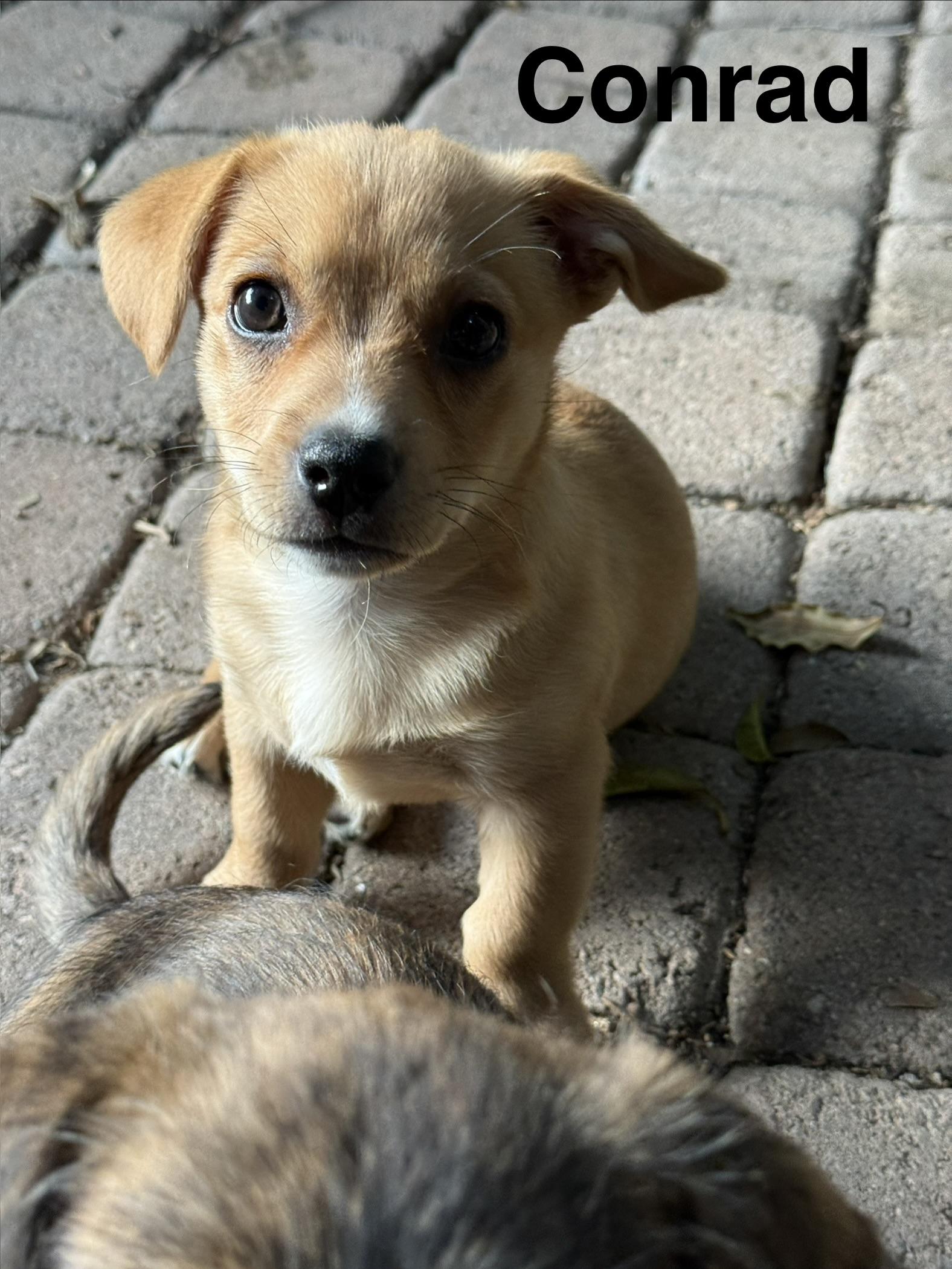 Enlarge Conrad, a ADOPTABLE mixed breed in Los Angeles, CA image 2/4