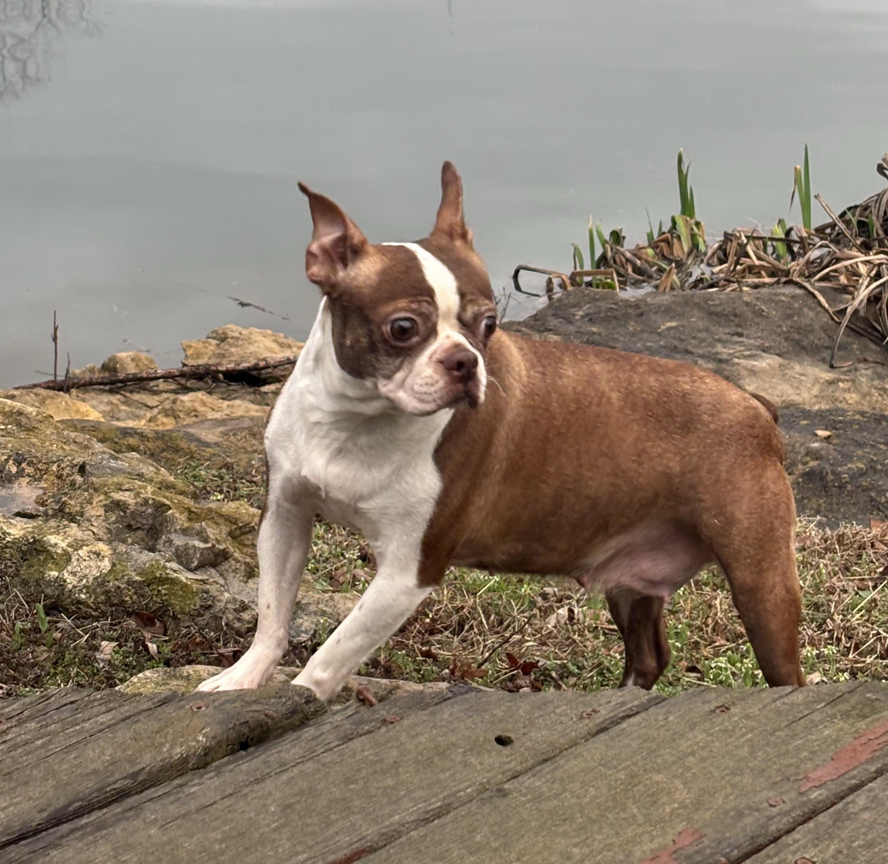 Enlarge Glade - Pending, a Adoptable Boston Terrier in Kansas City, MO image 2/5