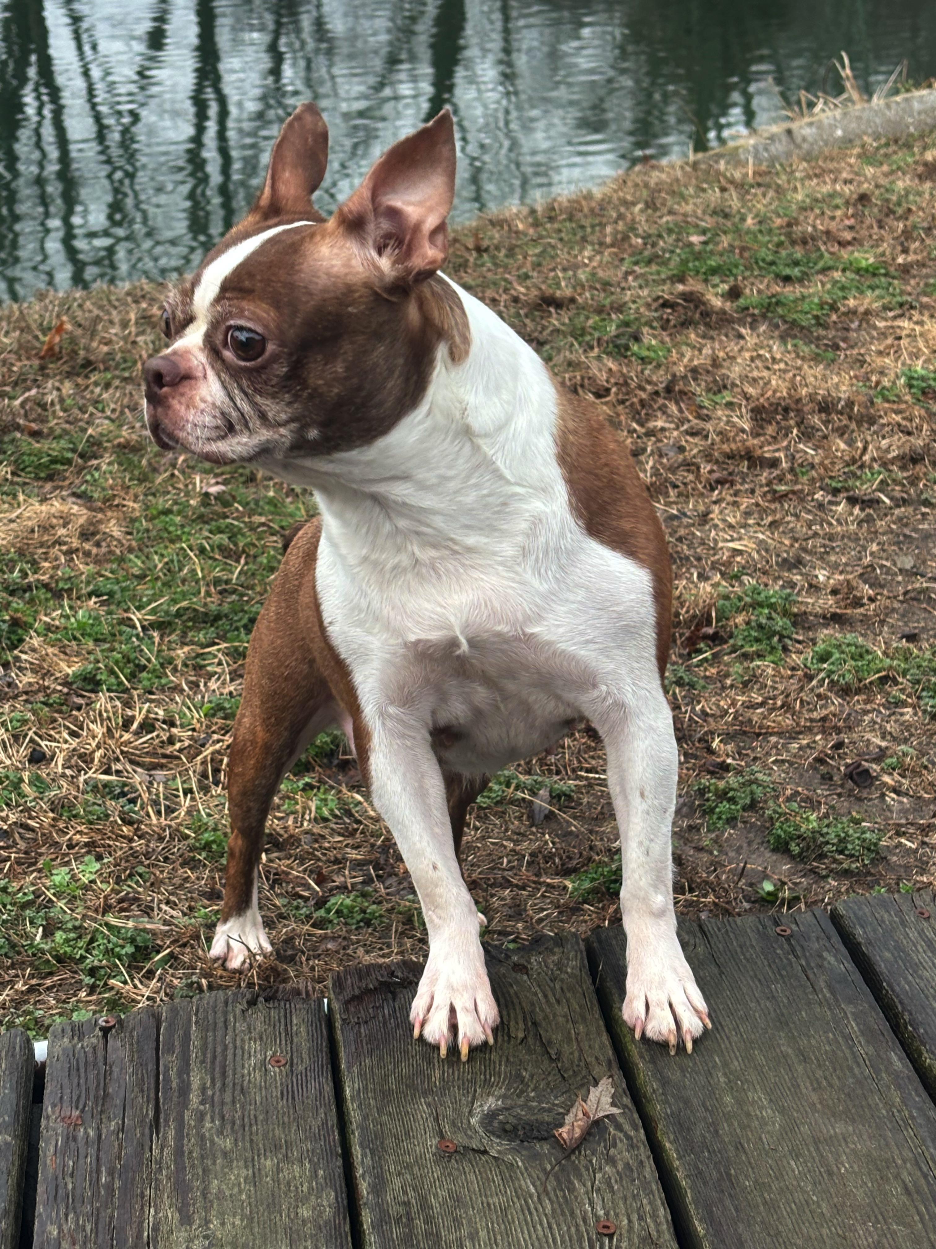 Enlarge Glade - Pending, a Adoptable Boston Terrier in Kansas City, MO image 3/5