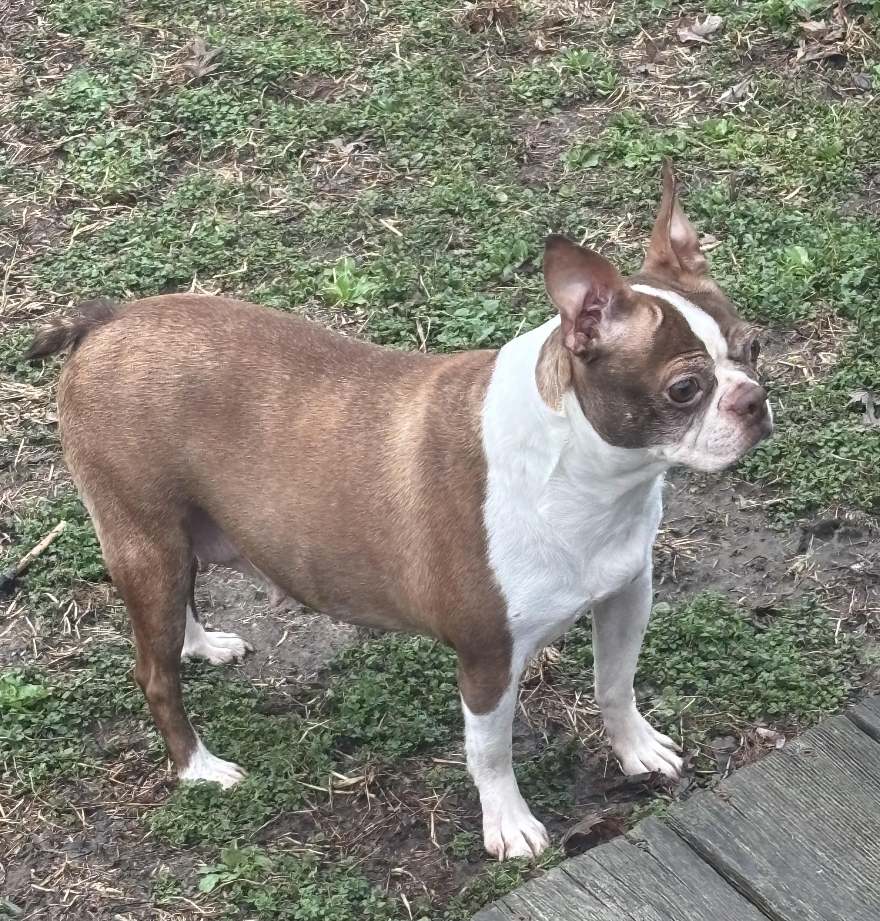 Enlarge Glade - Pending, a Adoptable Boston Terrier in Kansas City, MO image 4/5