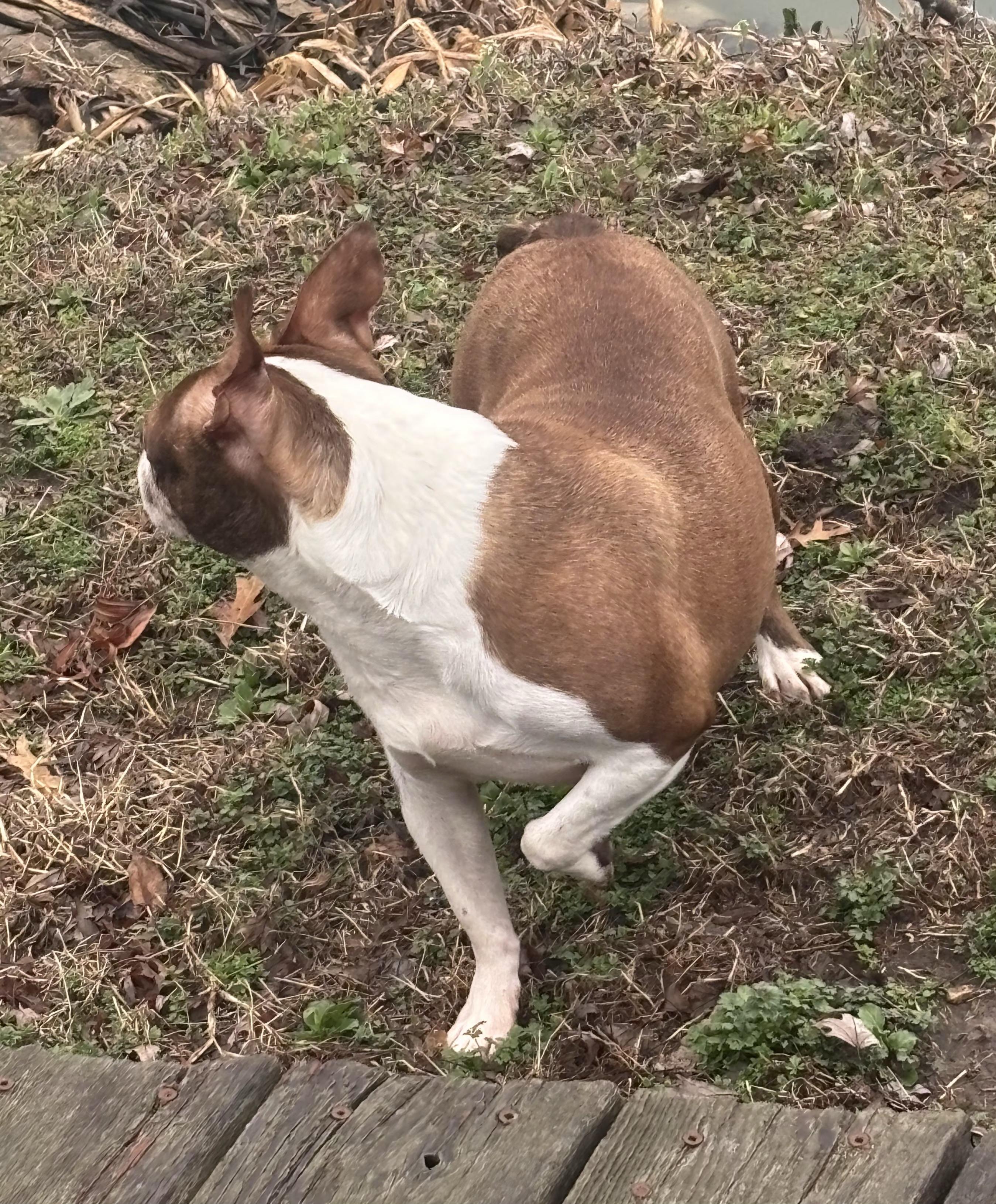 Enlarge Glade - Pending, a Adoptable Boston Terrier in Kansas City, MO image 5/5