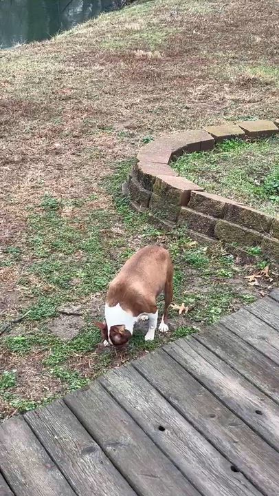 Enlarge Glade - Pending, a Adoptable Boston Terrier in Kansas City, MO video 1/5