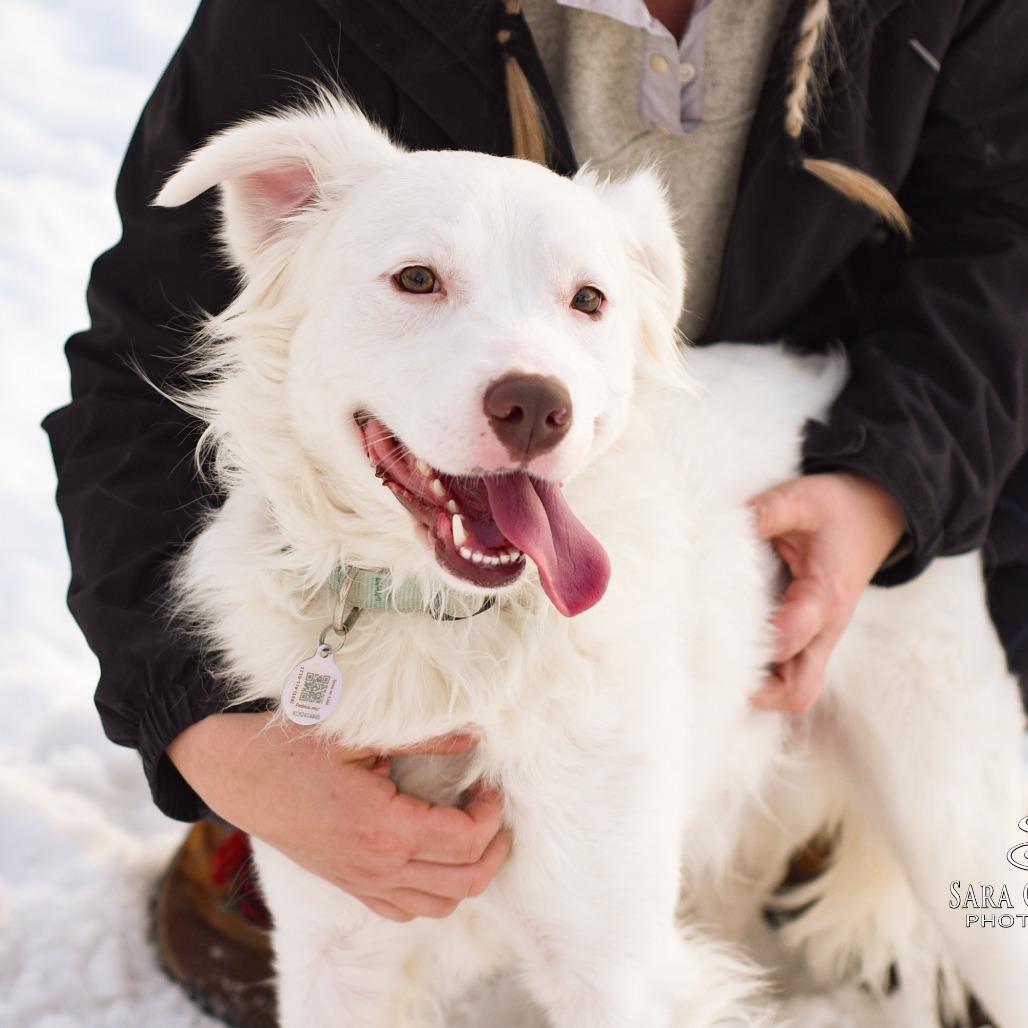 Falkor — thumbnail 2