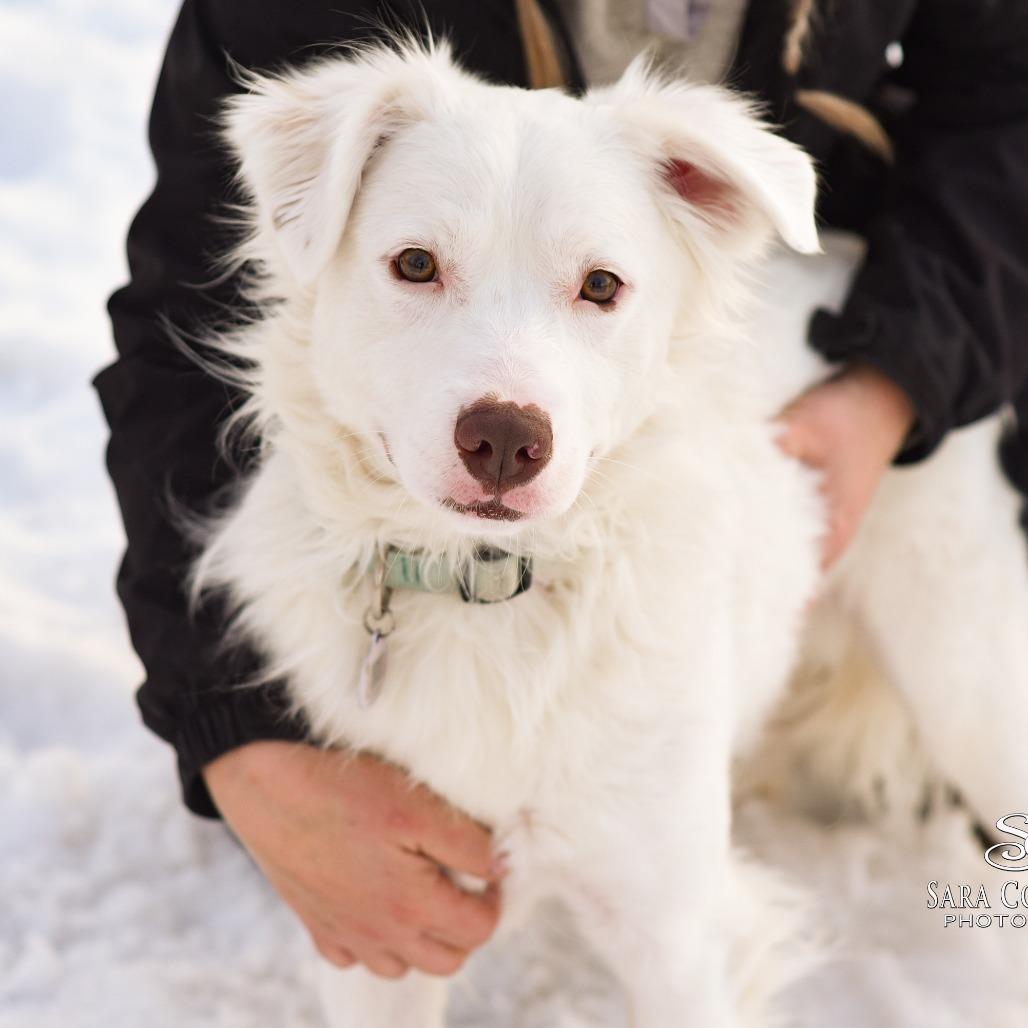 Falkor — thumbnail 4