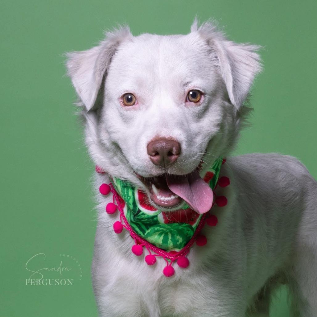 Falkor — thumbnail 5