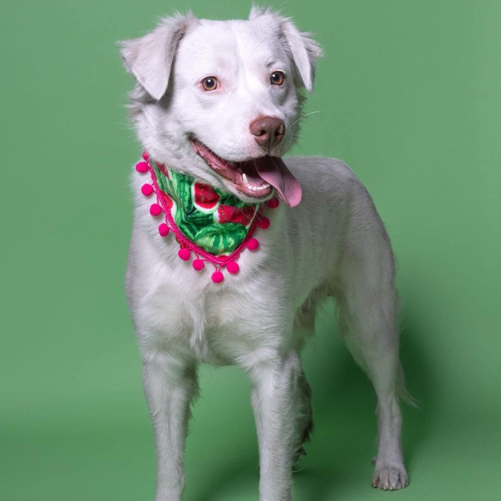 Falkor — thumbnail 6