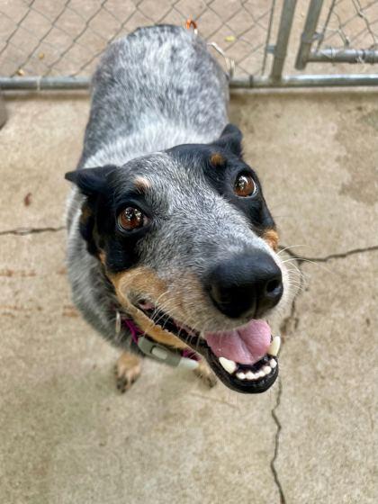 Enlarge Palmer, a Adoptable mixed breed in Louisville, KY image 1/2