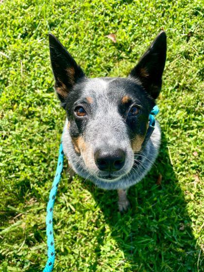 Enlarge Palmer, a Adoptable mixed breed in Louisville, KY image 2/2