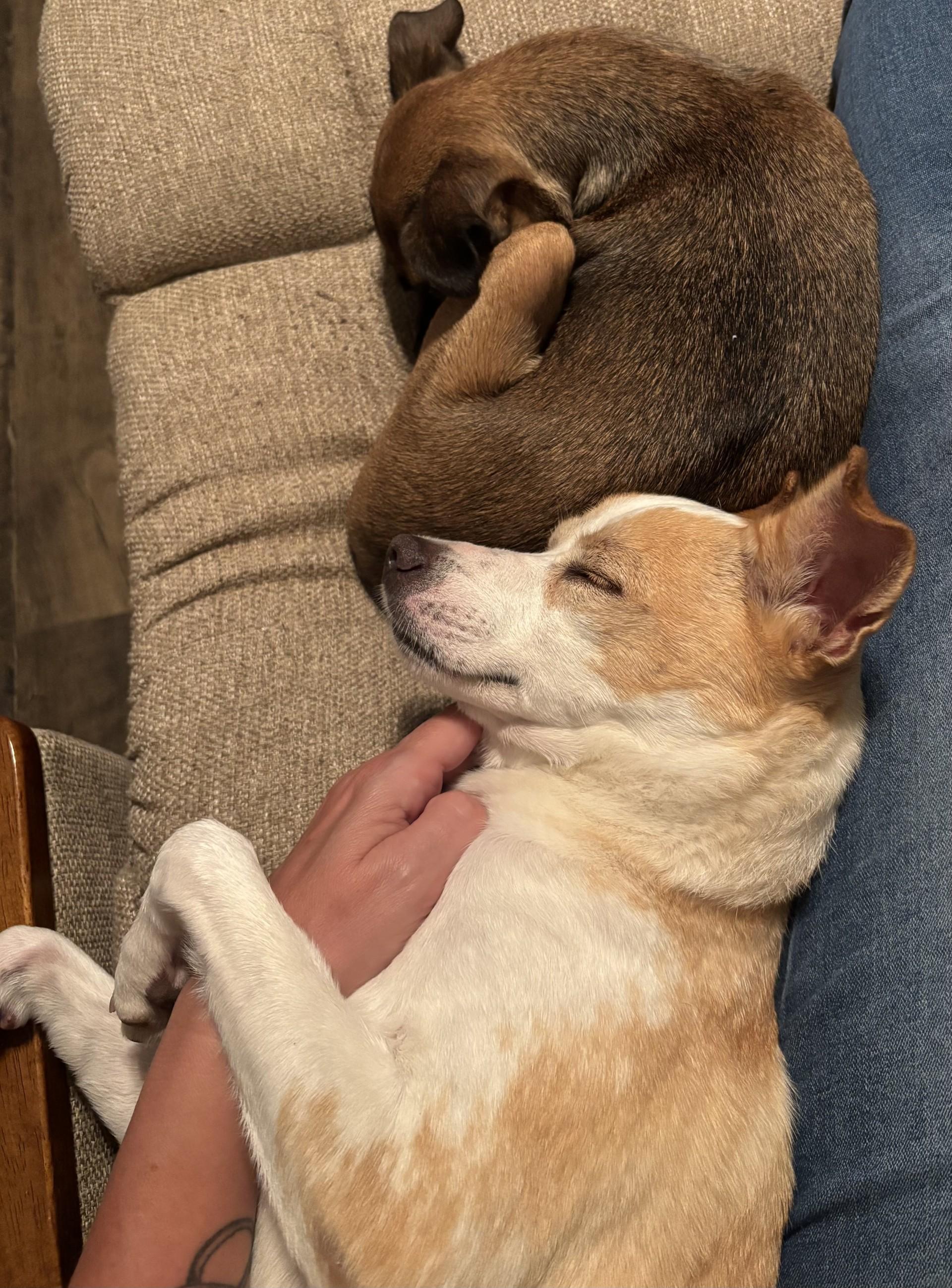 Bailey, Adoptable, Young Female Italian Greyhound.