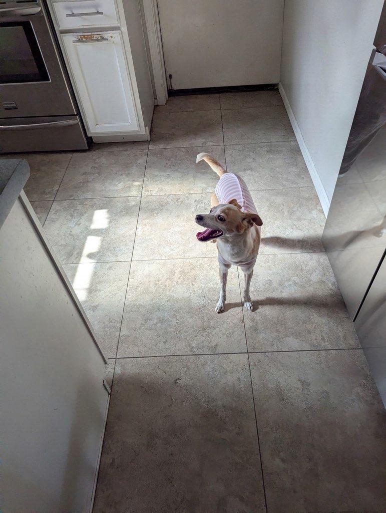 Enlarge Bailey, a Adoptable mixed breed in Gilbert, AZ image 6/6