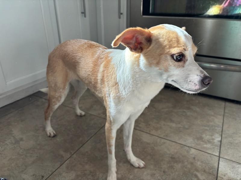 Enlarge Bailey, a Adoptable mixed breed in Gilbert, AZ image 4/6