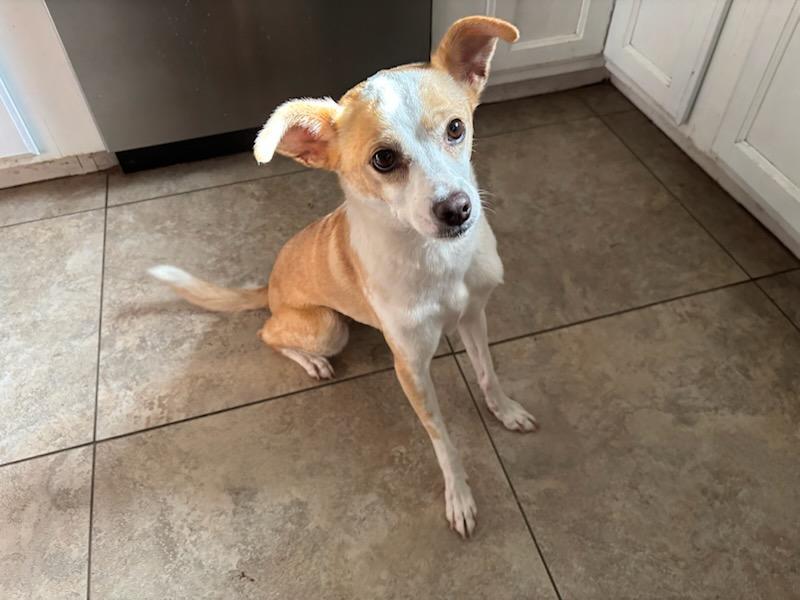 Enlarge Bailey, a Adoptable mixed breed in Gilbert, AZ image 5/6