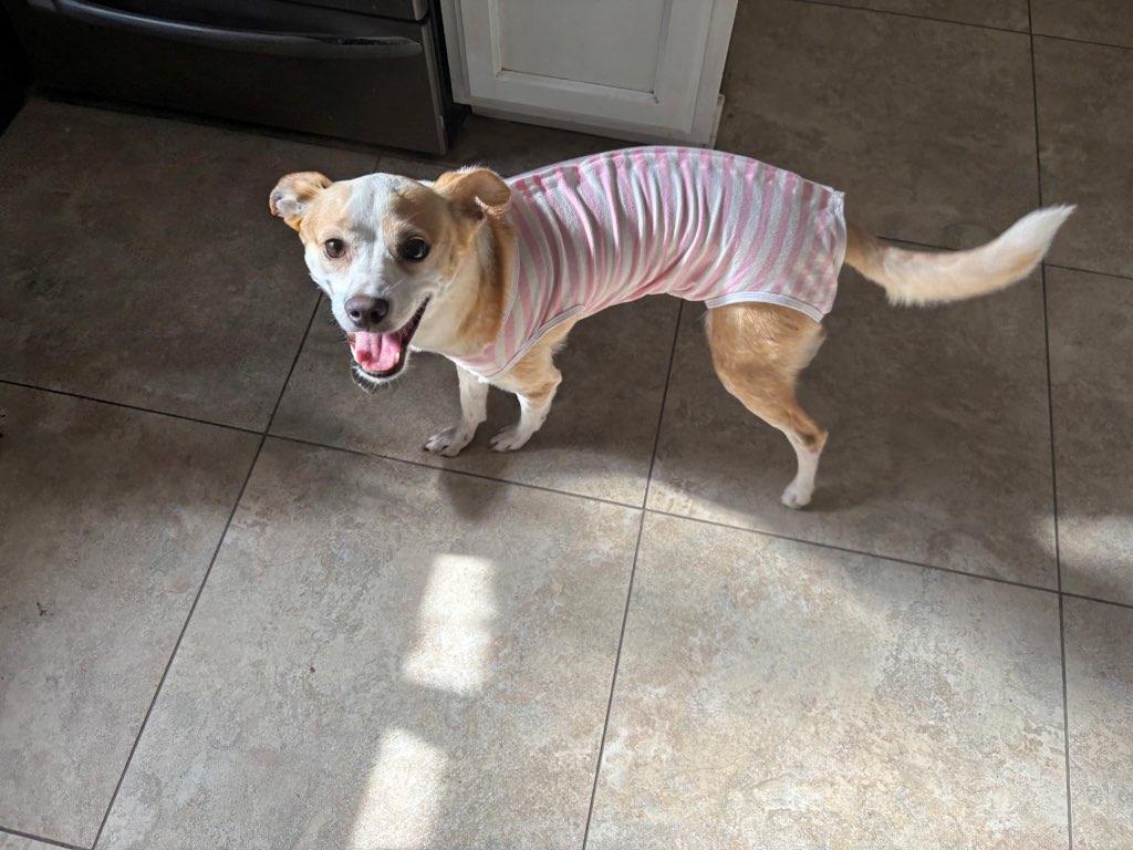 Enlarge Bailey, a Adoptable mixed breed in Gilbert, AZ image 2/6
