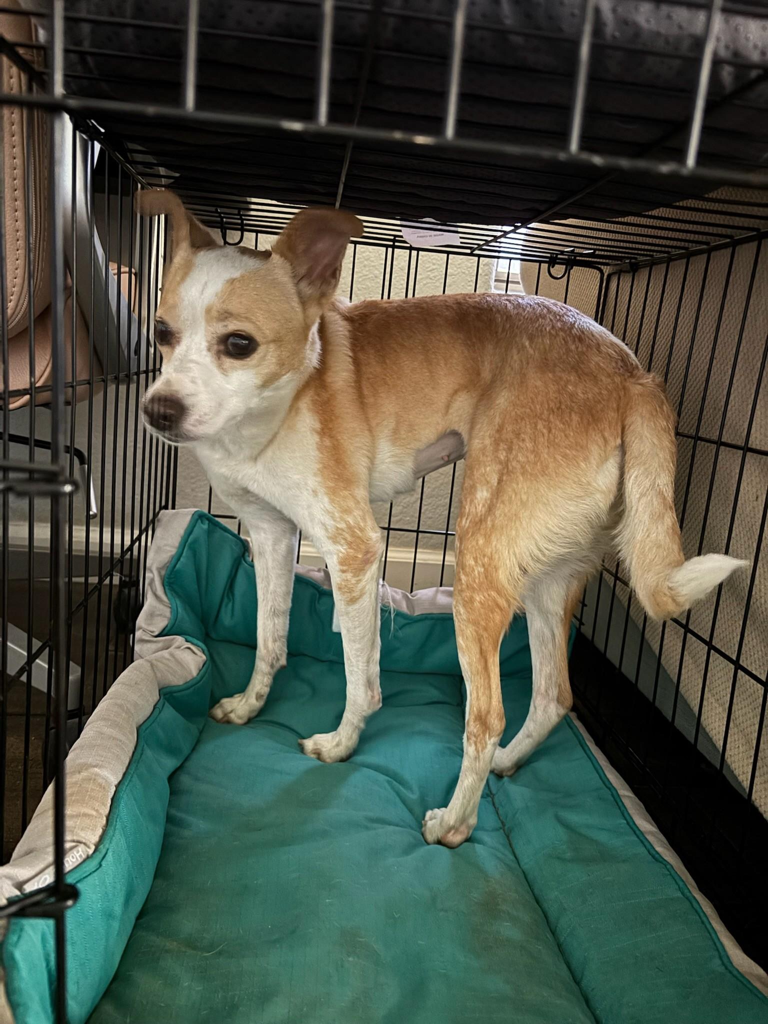 Enlarge Bailey, a Adoptable mixed breed in Gilbert, AZ image 3/6