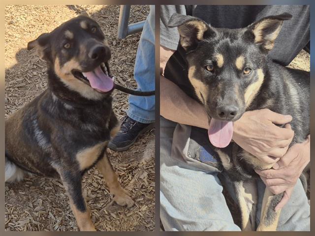 Enlarge PEONY, a Adoptable mixed breed in Albuquerque, NM image 1/1